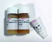 SIG10 Chemically Competent Cells for protein expression and DNA plasmid production