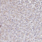 Anti-MAN1A1 antibody produced in rabbit Prestige Antibodies® Powered by Atlas Antibodies, affinity isolated antibody, buffered aqueous glycerol solution