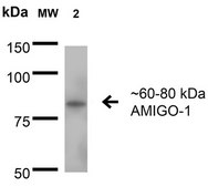 Monoclonal Anti-Glua1/Glur1 - Rpe antibody produced in mouse clone S355-1, purified immunoglobulin