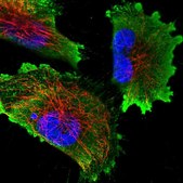 Anti-EEF1AKMT1 antibody produced in rabbit Prestige Antibodies® Powered by Atlas Antibodies, affinity isolated antibody, buffered aqueous glycerol solution