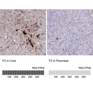 Anti-F2 antibody produced in rabbit Prestige Antibodies® Powered by Atlas Antibodies, affinity isolated antibody, buffered aqueous glycerol solution
