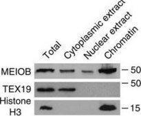Anti-Histone H3 Antibody, clone 6.6.2 clone 6.6.2, Upstate®, from mouse