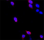 ANTI-FLAG® M2 antibody, Mouse monoclonal Clone M2, purified from hybridoma cell culture in bioreactor