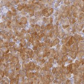 Anti-CBS antibody produced in rabbit Prestige Antibodies® Powered by Atlas Antibodies, affinity isolated antibody, buffered aqueous glycerol solution