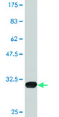 Monoclonal Anti-P2RY1, (N-terminal) antibody produced in mouse clone 4C2, purified immunoglobulin, buffered aqueous solution