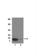 Anti-monomethyl-Histone H4 (Lys20) Antibody Upstate®, from rabbit