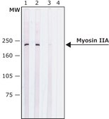 Anti-Myosin IIA, non muscle antibody produced in rabbit affinity isolated antibody, buffered aqueous solution