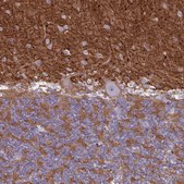 抗-NCAM1 兔抗 Prestige Antibodies® Powered by Atlas Antibodies, affinity isolated antibody, buffered aqueous glycerol solution
