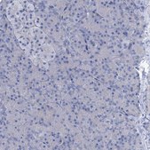 Anti-SLC1A3 antibody produced in rabbit Prestige Antibodies® Powered by Atlas Antibodies, affinity isolated antibody, buffered aqueous glycerol solution