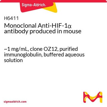 Monoclonal Anti-HIF-1α antibody produced in mouse ~1 mg/mL, clone OZ12, purified immunoglobulin, buffered aqueous solution