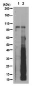 Anti-Puromycin Antibody, clone 4G11 clone 4G11, from mouse