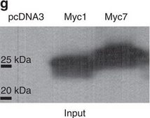 抗-c-Myc 兔抗 ~0.5 mg/mL, affinity isolated antibody, buffered aqueous solution