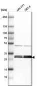 Anti-YWHAE antibody produced in rabbit Prestige Antibodies® Powered by Atlas Antibodies, affinity isolated antibody, buffered aqueous glycerol solution