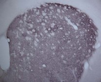 抗-多巴胺D2受体抗体 Chemicon®, from rabbit