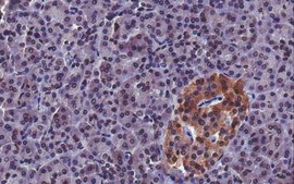 抗FcγRIIb/c抗体，克隆19.4 clone 4F5, from mouse