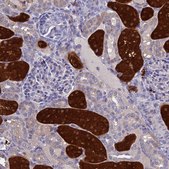 Anti-BHMT2 antibody produced in rabbit Prestige Antibodies® Powered by Atlas Antibodies, affinity isolated antibody, buffered aqueous glycerol solution