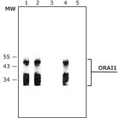 Anti-Orai1 兔抗 ~1.0 mg/mL, affinity isolated antibody, buffered aqueous solution
