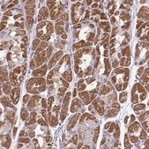 抗-MPC2 兔抗 Prestige Antibodies® Powered by Atlas Antibodies, affinity isolated antibody, buffered aqueous glycerol solution