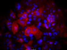 Fetal Bovine Serum US Origin, HL-1 Cell Screened FBS, sterile-filtered, suitable for cell culture