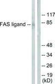 Anti-FAS LIGAND antibody produced in rabbit affinity isolated antibody