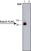 ANTI-FLAG® antibody, Rat monoclonal clone 6F7, purified from hybridoma cell culture