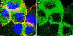 Anti-Collagen IV α2 Antibody, clone 1D9 ZooMAb® Rabbit Monoclonal recombinant, expressed in HEK 293 cells