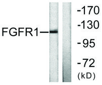 Anti-FGFR1 antibody produced in rabbit affinity isolated antibody