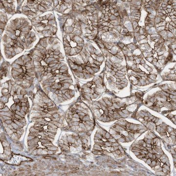Anti-SLC9A2 antibody produced in rabbit Prestige Antibodies® Powered by Atlas Antibodies, affinity isolated antibody, buffered aqueous glycerol solution