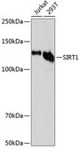 Anti- SIRT1 antibody produced in rabbit