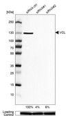 Anti-VCL antibody produced in rabbit Prestige Antibodies® Powered by Atlas Antibodies, affinity isolated antibody, buffered aqueous glycerol solution
