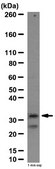 Anti-DARPP-32 Antibody from rabbit, purified by affinity chromatography