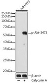 Anti-Phospho-Akt-S473 antibody produced in rabbit