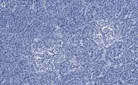 Anti-eIF2A Antibody, clone 2C18 ZooMAb® Rabbit Monoclonal recombinant, expressed in HEK 293 cells