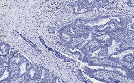 Anti-BIM Antibody, clone 2O18, ZooMAb® Rabbit Monoclonal recombinant, expressed in HEK 293 cells