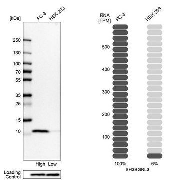 Anti-SH3BGRL3 antibody produced in rabbit Prestige Antibodies® Powered by Atlas Antibodies, affinity isolated antibody