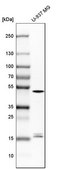 Anti-CASP1 antibody produced in rabbit Prestige Antibodies® Powered by Atlas Antibodies, affinity isolated antibody, buffered aqueous glycerol solution