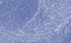 Anti-RUNX2 Antibody, clone 1D6 ZooMAb® Rabbit Monoclonal recombinant, expressed in HEK 293 cells