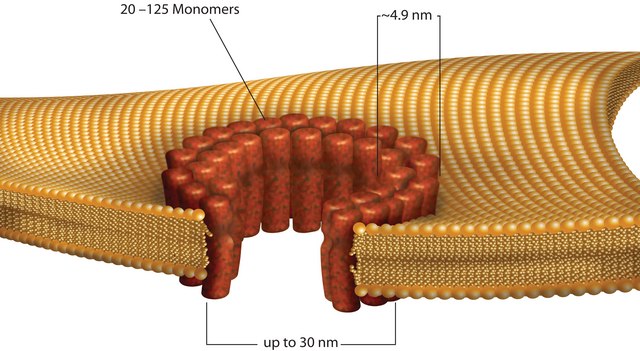 Streptolysin O from Streptococcus pyogenes ≥1,000,000 units/mg protein, recombinant, lyophilized powder, expressed in E. coli 