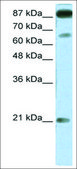 Anti-NFATC4 antibody produced in rabbit IgG fraction of antiserum