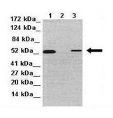 Anti-PTRF antibody produced in rabbit IgG fraction of antiserum