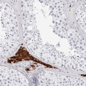 Anti-INSL3 antibody produced in rabbit Prestige Antibodies® Powered by Atlas Antibodies, affinity isolated antibody, buffered aqueous glycerol solution