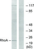 Anti-RHOA antibody produced in rabbit affinity isolated antibody