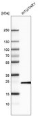 Monoclonal Anti-PRL antibody produced in mouse Prestige Antibodies® Powered by Atlas Antibodies, clone CL6550, purified immunoglobulin, buffered aqueous glycerol solution