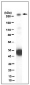 Anti-Procadherin FAT1 Antibody, clone C257 clone C257, from mouse