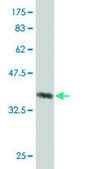 Monoclonal Anti-KIAA0101 antibody produced in mouse clone 3C11-1F11, purified immunoglobulin, buffered aqueous solution