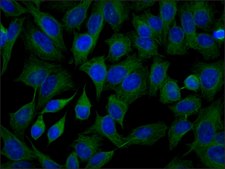 Anti-β-Tubulin I antibody, Mouse monoclonal clone SAP.4G5, purified from hybridoma cell culture