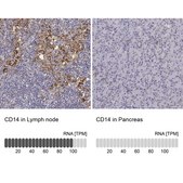 Anti-CD14 antibody produced in rabbit Prestige Antibodies® Powered by Atlas Antibodies, affinity isolated antibody, buffered aqueous glycerol solution