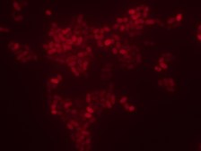 Enterococcus faecium FISH probe - Cy3 Probe for fluorescence in situ hybridization (FISH), 20µM in water