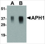 Anti-APH1 (ab2) antibody produced in rabbit affinity isolated antibody, buffered aqueous solution