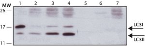 Anti-LC3B antibody, Mouse monoclonal clone LC3B-6, purified from hybridoma cell culture